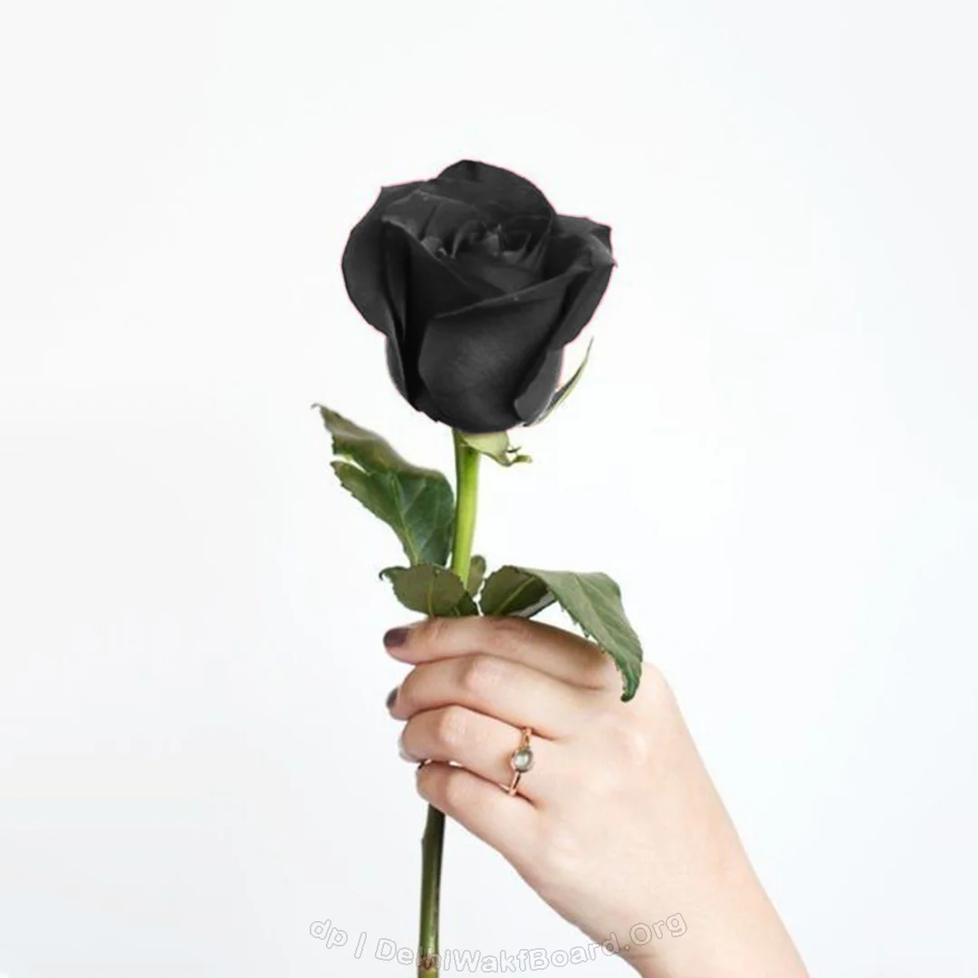 Secret Rose Dp Photo